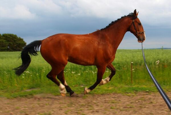 Billede