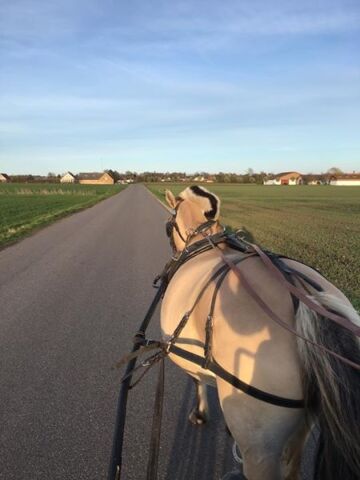 Billede