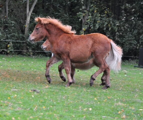 Billede