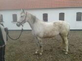 Billede