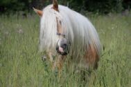 Billede
