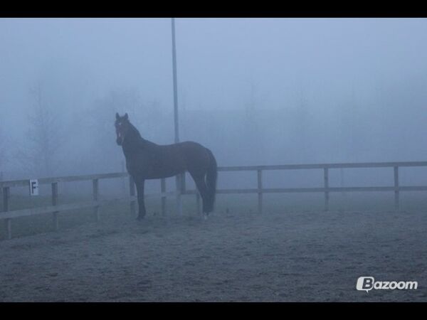 Billede