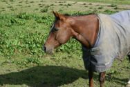Billede