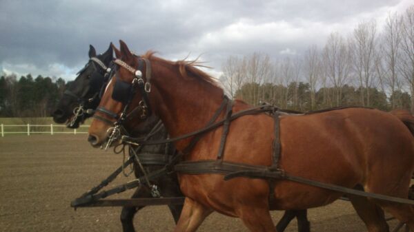 Billede