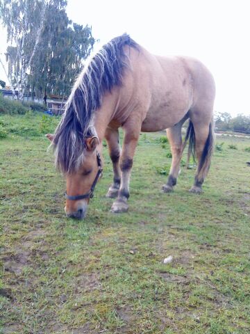 Billede