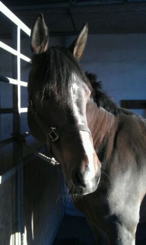 Billede