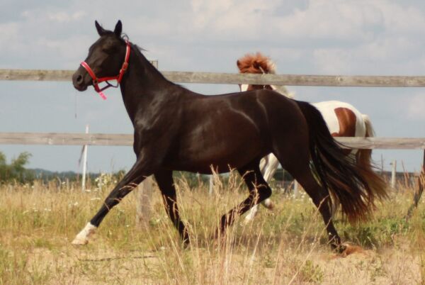 Billede