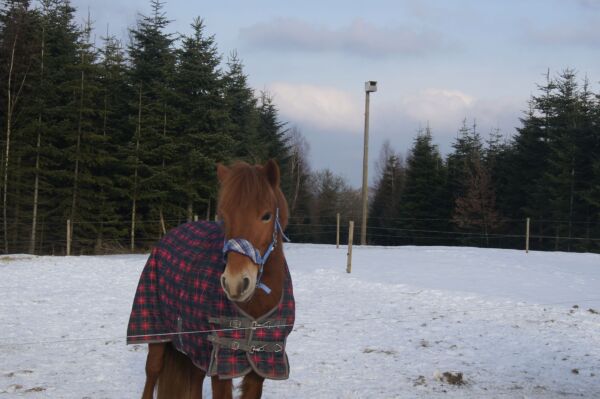 Billede