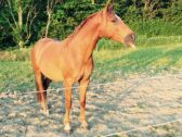 Billede
