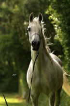 Billede