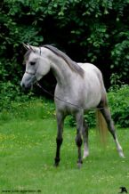 Billede