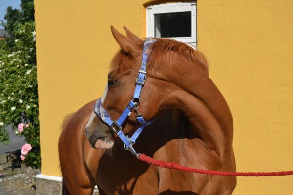 Billede