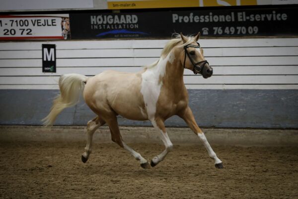 Billede