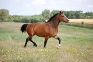 Billede