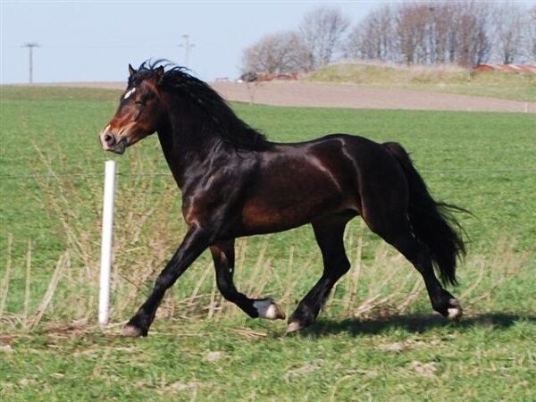 Billede