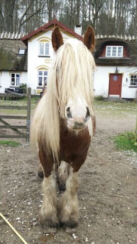 Billede
