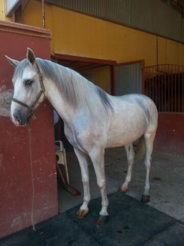 Billede