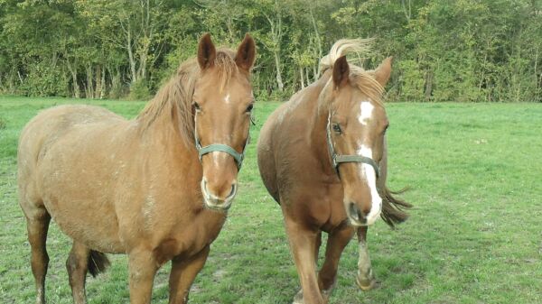 Billede