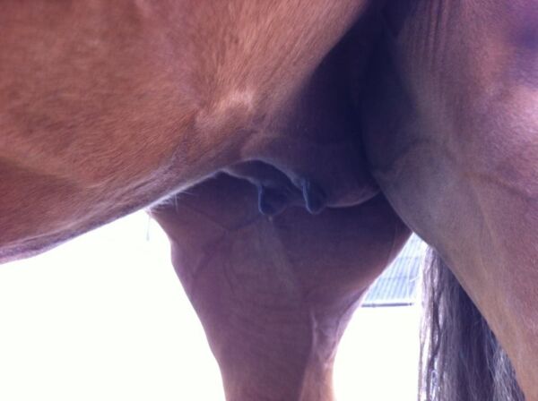 Billede
