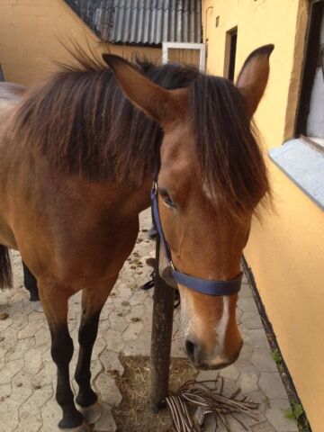 Billede