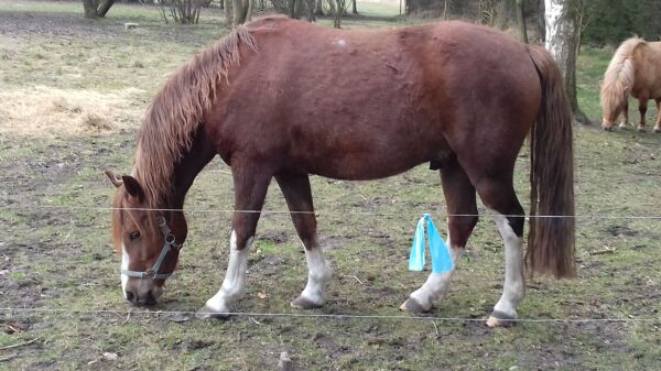 Billede