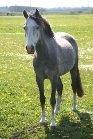 Billede