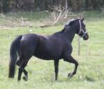 Billede