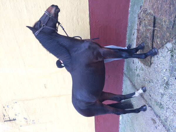 Billede