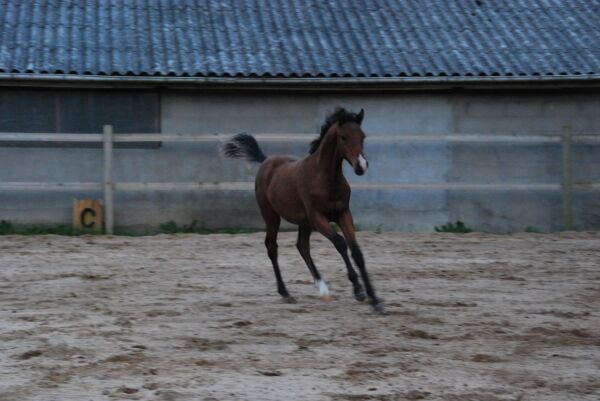 Billede