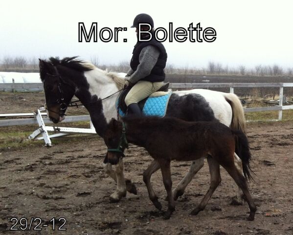 Billede