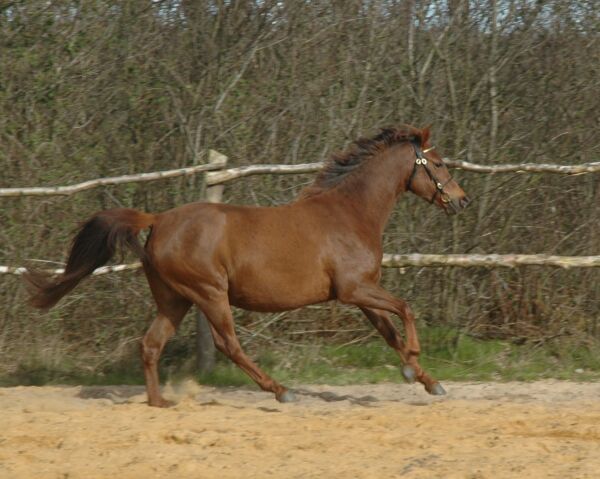 Billede