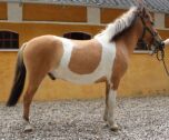 Billede