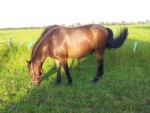 Billede