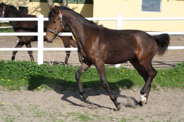 Billede