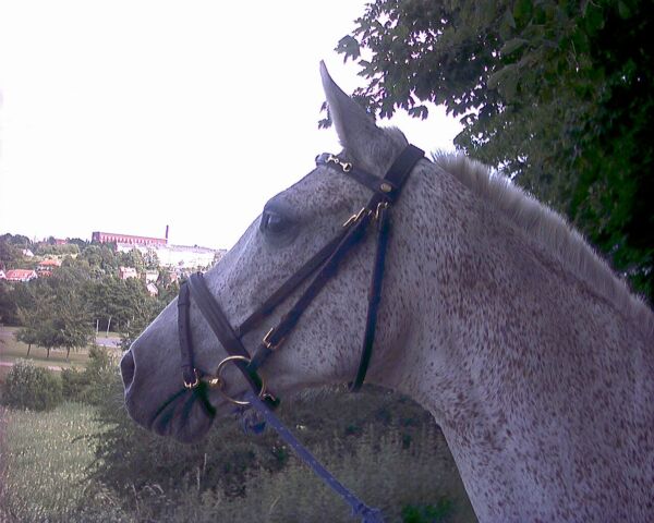 Billede