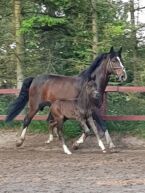 Billede