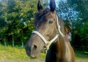 Billede