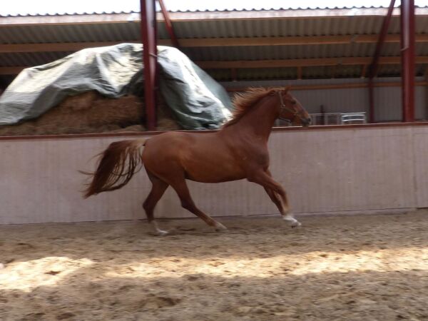 Billede