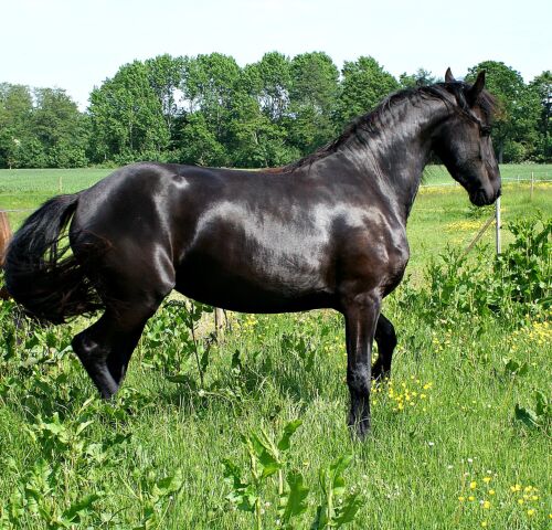 Billede