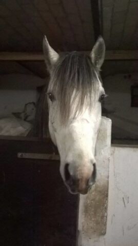 Billede