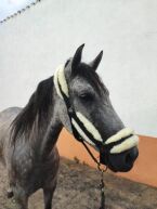 Billede