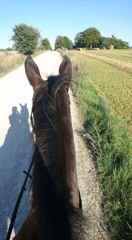 Billede