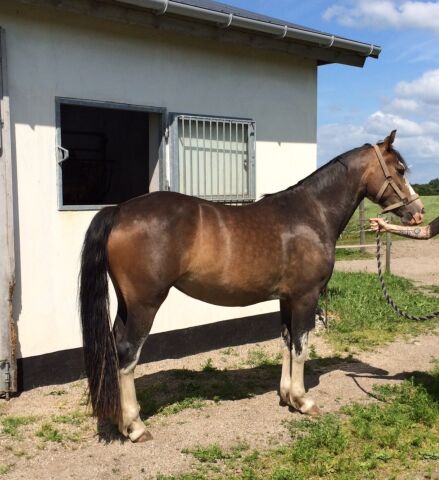 Billede