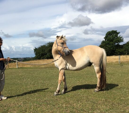 Billede