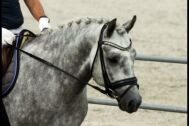 Billede