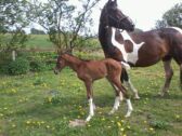 Billede