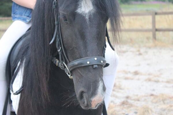 Billede