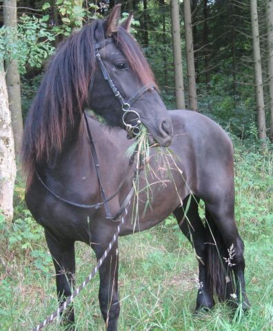 Billede