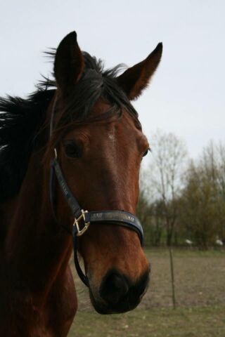 Billede