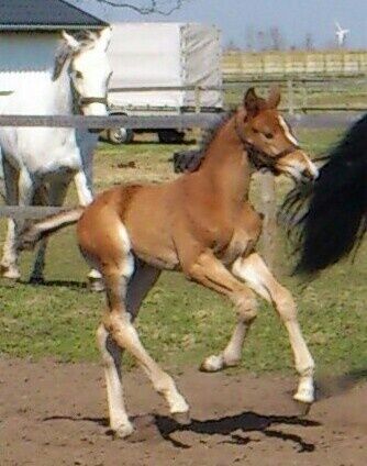 Billede